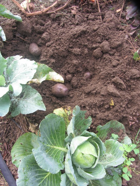I loosen the soil with my garden fork then root around with my hands to avoid harming the cabbages.