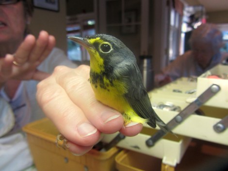 Adult Male Canada Warbler