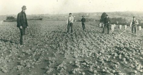 Nellis Hull Sherwood in the onion fields, harvesting Southport Globe Onions, circa 1880