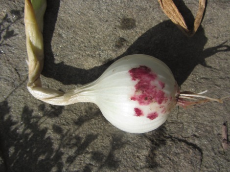 The onion farmer's valentine.