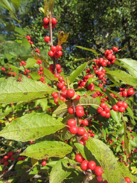 Winterberry (Ilex verticulata):  In the winter, the red berries brighten the landscape until the birds eat them all.  This bush grows to about 12 feet and is hardy from Maine to Florida.