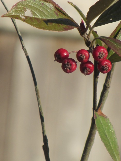 Red Chokeberry (Aronia arbutifolia):  This shrub grows to about 8 feet and has red berries beloved by birds.  We have to move these because it doesn't like to be near our Black Walnut trees but it will be a great one after we do that.  Zones 5 to 9.
