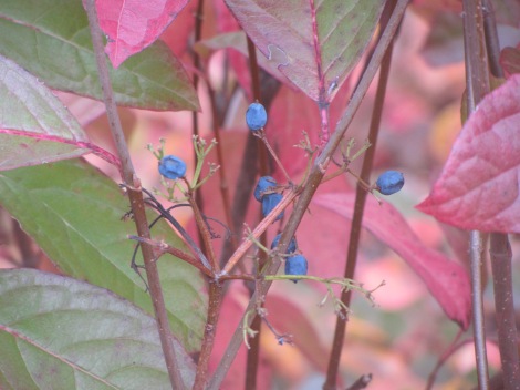 Arrowwood (Viburnum dentatum):  This bush grows to about 12 feet and has pretty fall color with blue bird-friendly berries.  Zone 2-8